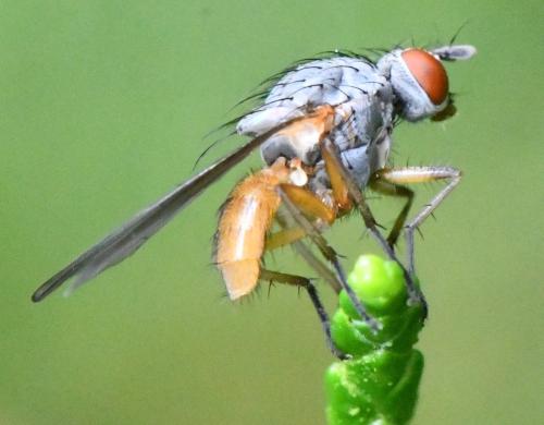 Pegomya sp.